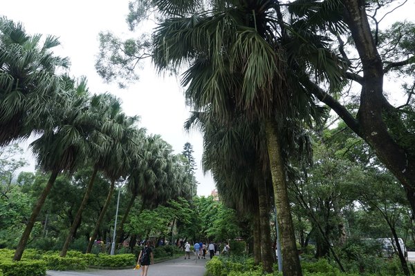 【红人申请】【馨蒂安娜代购】【香港游记攻略】 走不完的街巷,看不完的风景