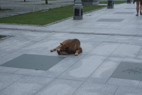 【红人申请】【馨蒂安娜代购】【香港游记攻略】 走不完的街巷,看不完的风景