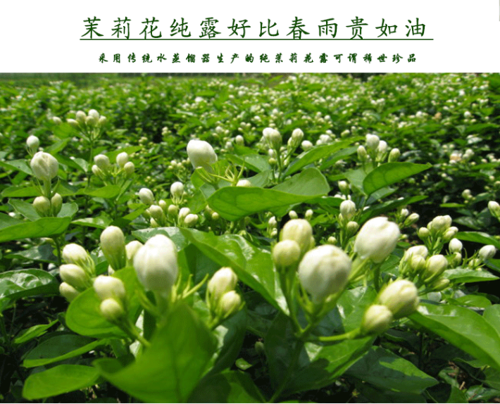 农村采摘 鲜花萃取的地道产品 茉莉纯露 纯天然补水美白