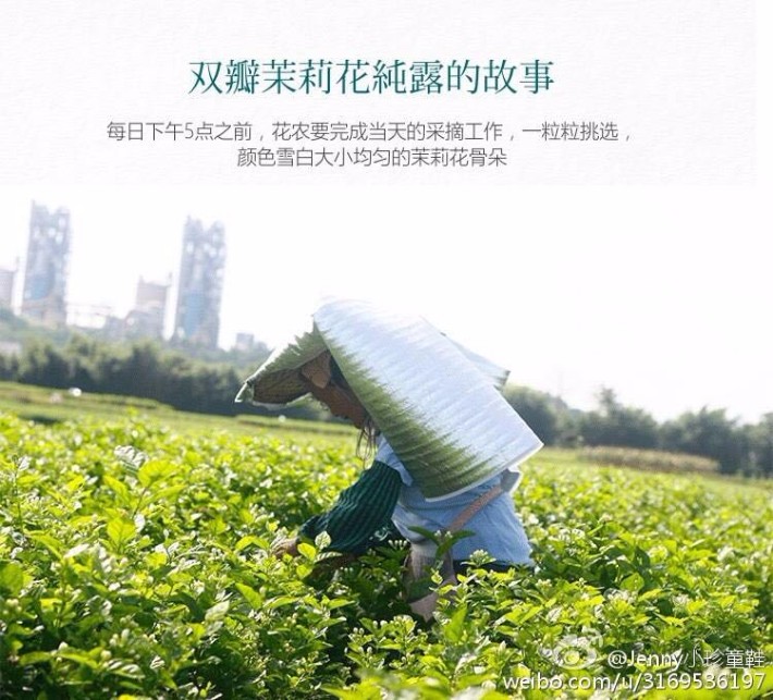 农村采摘 鲜花萃取的地道产品 茉莉纯露 纯天然补水美白