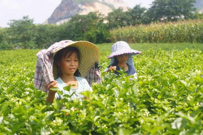 农村采摘 鲜花萃取的地道产品 茉莉纯露 纯天然补水美白