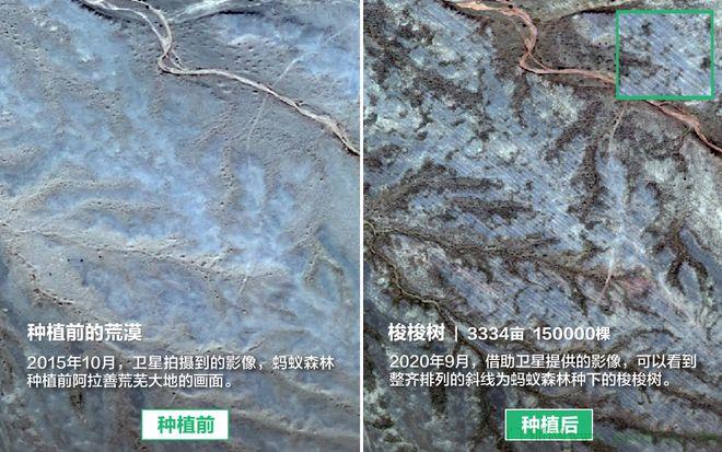 蚂蚁森林否认“没有造林”的情况：将再次核查审计