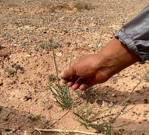 蚂蚁森林否认“没有造林”的情况：将再次核查审计